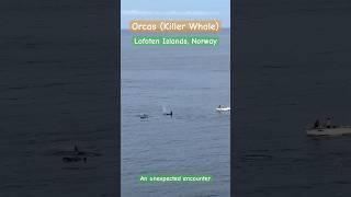 Killer Whale (Orca) encounter in Reine, Lofoten , Norway #shorts