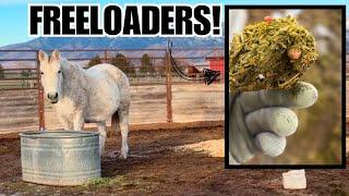 What are those!  Deworming my auction HORSE~ This should help!