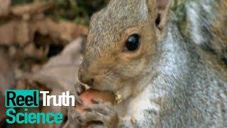 Animals Did It First - How Do Animals Build Habitats? | Science Documentary | Reel Truth Science