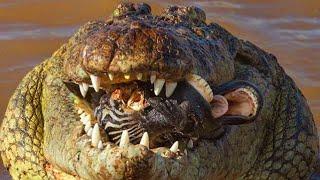 12 Momentos Épicos de caça de crocodilos enormes e impiedosos
