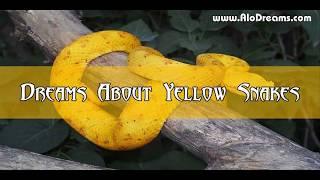 #28 Yellow Snake Dream Meaning and Interpretation