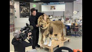 Renaissance du lion Charly au muséum de Toulouse grâce à la technologie 3D