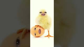 chicken song 