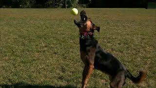 Slow Motion Dog Catching Tennis Ball in Mouth with High Definition HD Slow Mo Video Camera Footage