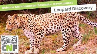 SEED, Georgia: Leopard Discovery