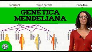 Genética mendeliana (2)  Ejercicio resuelto de EBAU, EvAU / PAU