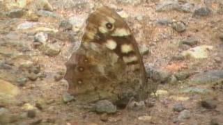 Speckled Wood