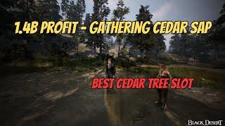 BDO Life | Cedar Sap Gathering - 1.4B Profit