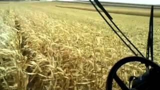 Case IH 2388 combine unloading corn on the go.