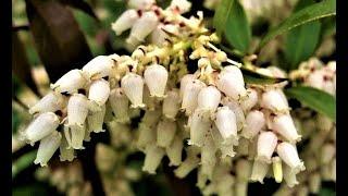 A rare evergreen shrub with red foliage and fragrant inflorescences: BRIGHT LEUKOTOE