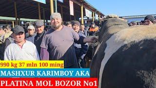 PLATINA MOL BOZOR KARIMBOY GIGANT BUQASI 990 KG 37MLN  CHIQDI JAYDARI BUQACHALA NARXLAR ZO‘R BO‘LDI.