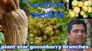 නෙල්ලි අතු පැලකිරිම nelli athu pela kirima How to plant star gooseberry branches