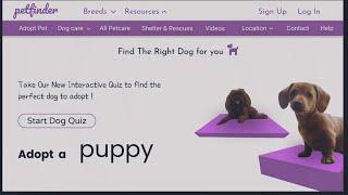 Pet finder Website UI Design with 3D Dog animation | Vector Graphics | using FIGMA