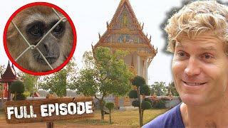 The Bondi Vet Becomes The Bangkok Vet! ‍️ | Bondi Vet Thailand Special Full Episode | Untamed