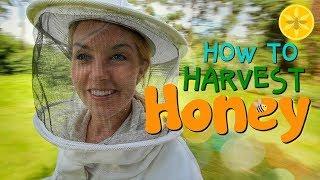 How to Harvest Honey! | Beekeeping with Maddie #12
