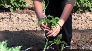 Tomaten pflanzen und pflegen
