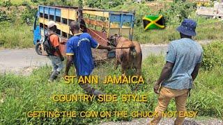 ST ANN   JAMAICA FARMER   SELLING COW TO THE COUNTRY  BUTCHER #farmers #countryside #