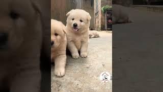 WOW, Look At These Fluffy Adorable Puppies Cuteness Overloaded! Gorgeous Puppies  -EPS841