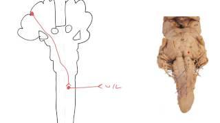 Basics of the corticospinal tract