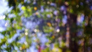 Trees Blurred Bokeh Background 2 - FREE NATURE STOCK FOOTAGE