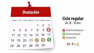 ▶️ ¿Cuáles son los días fértiles y cómo se calcula la ovulación?