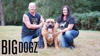 Barbarian Boerboels – The 200lb ‘Dogs Of War’ | BIG DOGZ