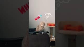 КОШКЕ ГОЛОВУ ОТРЕЗАТЬ???#приколы#тикток#смешныевидео#рекомендации