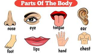 Parts Of The Body | Human body parts