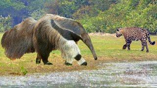 Predators Bypass Him. Giant Anteater Destroys Everything In Its Path.