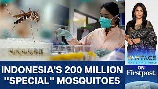Indonesia Planned to Release 200 Million Mosquitoes to Battle Dengue | Vantage with Palki Sharma