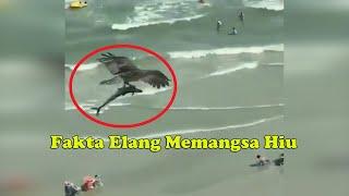 Elang Memangsa dan Membawa Terbang Ikan Hiu, Berikut Faktanya