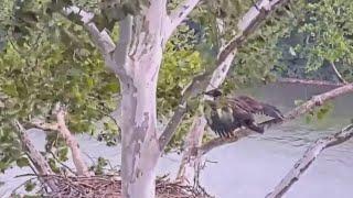 First flight of eaglet in U.S. Steel nest captured on camera