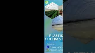 Plastik Ultraviolet Greenhouse atau Pengeringan Roll 14% & 6% Lebar 3m, 4m, 6m, 8m, Tebal 200 Micron