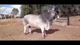 Meet Mr. JVZ 17333 KroonVeee magnum a super Full-blood brahman bull