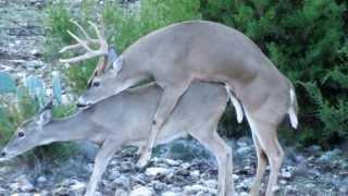 8 point Deer Mating in Texas