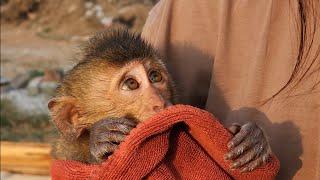 The weather was chilly, baby monkey Nahu was shivering as he finished bathing