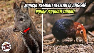 Dianggap Telah Punah Puluhan Tahun, Beberapa Hewan Punah Ini Malah Ditemukan Kembali!