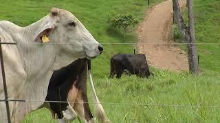 Ganadería La Mia reconversión gandera - Campo - Mundo del Campo