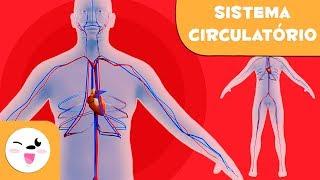 Sistema Circulatório para Crianças | O Corpo Humano para crianças