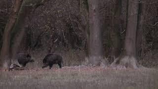 Vadkan bemutató a gemenci erdőben. Wild boar (tusker) in Gemenc.