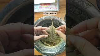 Peepal Leaf Art | Amazing Art Ideas #shorts #youtubeshorts #viralshorts