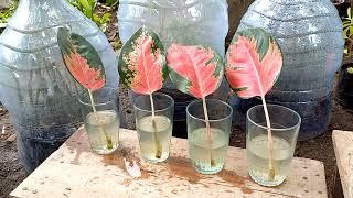how to grow aglaonema from cutting leaf