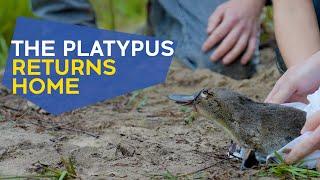 Returning the platypus to the Royal National Park
