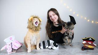 Top 5 Best Cat Halloween Costumes (We Tried Them All)