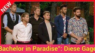 "Bachelor in Paradise": Diese Gagen bekommen die Kandidaten!