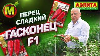 ВСЕМ ПЕРЦАМ — ПЕРЕЦ! Сладкий Красный Перец Гасконец F1