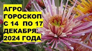 ЧТО ВАЖНОГО и ЦЕННОГО нужно сделать с 14 по 17 декабря 2024 года? Ответы в новом СПЕЦИАЛЬНОМ выпуске