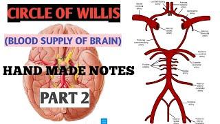 BLOOD SUPPLY OF BRAIN  (CIRCLE OF WILLIS) || PART 2|| THE HUMAN VALLEY ||