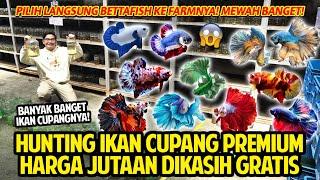 HUNTING IKAN CUPANG PREMIUM! HARGA JUTAAN DIKASIH GRATIS! PILIH LANGSUNG KE FARMNYA! MEWAH BANGET!