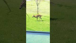 Baby Deer pees on lawn!!! Fawns are wild #fawn #babydeer